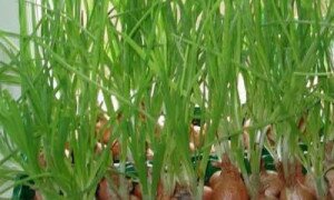 Вирощування зеленого лука