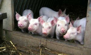 бізнес на селі розведення свиней