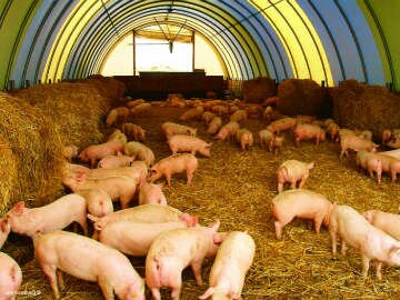Закупівля свиней та витрати на харчування